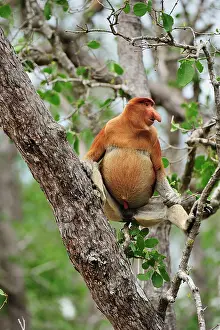 Sarawak: Proboscis Monkey / Long-nosed Monkey - male Bako
