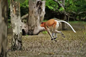 Sarawak: Proboscis Monkey / Long-nosed Monkey - male - running