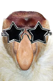 250619: Proboscis Monkey / Long-Nosed Monkey wearing Star sunglasses