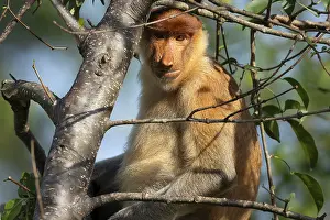 Brunei: Proboscis monkey (Nasalis larvatus)