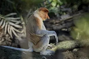 Brunei: Proboscis monkey (Nasalis larvatus)