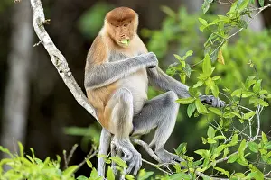 Malaysia: Proboscis monkey (Nasalis larvatus)