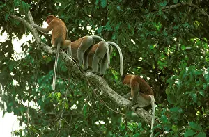 Bachelor: Proboscis Monkey (Nasalis larvatus) bachelor group