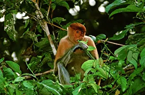 Larvatus: Proboscis Monkey (Nasalis larvatus) eating vine leaves