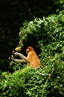 Larvatus: Proboscis Monkey (Nasalis larvatus) female feeding on a vine
