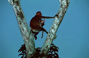 Larvatus: Proboscis Monkey (Nasalis larvatus) female & infant