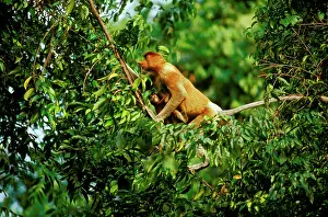 Larvatus: Proboscis Monkey (Nasalis larvatus) female & infant in tree