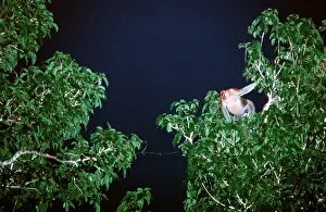 Bachelor: Proboscis Monkey (Nasalis larvatus) male, threat