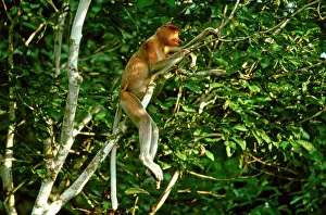 Larvatus: Proboscis Monkey (Nasalis larvatus) sleeping in tree