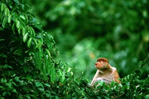 Larvatus: Proboscis Monkey (Nasalis larvatus) in tree