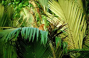 Riverine: Proboscis Monkey in Nypa palm / mangrove riverine forest