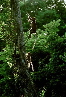 Swinging: Proboscis Monkey - swimging from vine