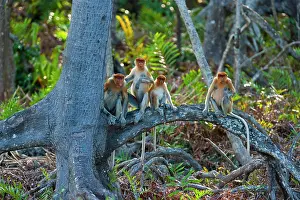 Labuk: Proboscis Monkeys (Nasalis larvatus) on a root
