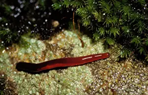 Retracted: Proboscis worm (species not identified), with proboscis