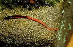 Sticky: Proboscis worm (unidentified species) with extended
