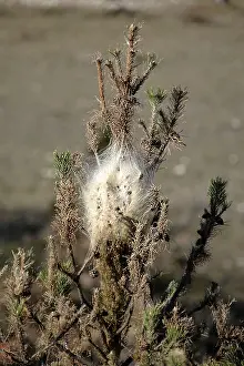 Thaumetopoea: Processional Pine Caterpillars - attacking Black Pine Tree