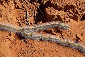 Processionary: Processionary Caterpillar - adults seeking a suitable
