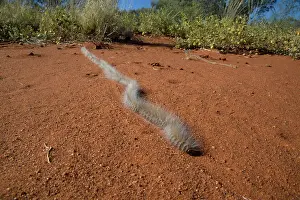Processionary: Processionary Caterpillar - adults seeking a suitable