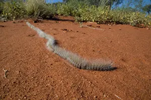 Processionary: Processionary Caterpillar - adults seeking a suitable