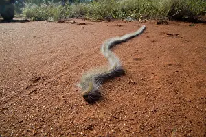 Processionary: Processionary Caterpillar - adults seeking a suitable