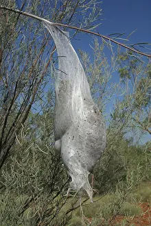 Processionary Caterpillar Nest Bag - Also known