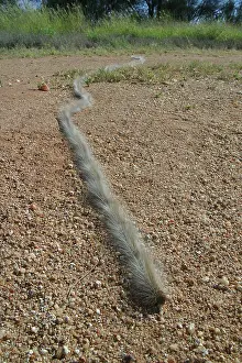 Processionary: Processionary Caterpillars - Also known as Bag