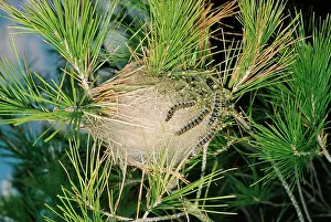 Processionary: Processionary Moth - communal nest on pine