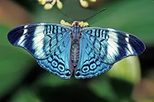 Rican: Procilla Beauty Butterfly