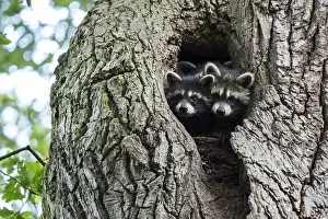 Lotor: Two (Procyon lotor), young animals, looking out