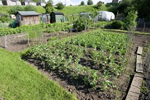 Allotment: Productive allotment gardens