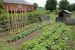 Allotment: Productive vegetable plot with stick beans potatos