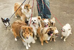 Walker: Professional Dog Walker - with nine dogs