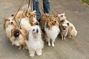 Walker: Professional Dog Walker - with group of dogs on leads