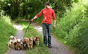 Walker: Professional Dog Walker - with group of dogs on leads