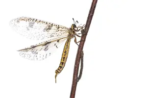 Neuroptera: Profile of antlion (Palpares libelluloides) resting