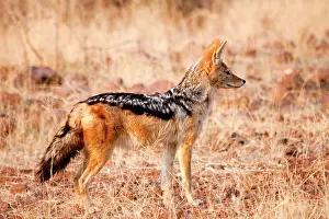 Conservancy: Profile of black-backed jackal (Canis mesomelas)