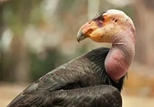 Condor: Profile close-up of the endangered california condor