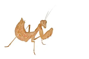 Mantis: Profile of a European Dwarf Mantis (Ameles spallanzania) on the white background