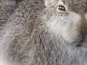 Chill: A side profile of a Mountain Hare (Lepus timidus)