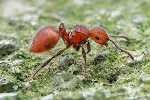 Aculeata: Profile shot of ant (Meranoplus castaneus)