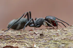 Salticidae: Profile shot of a female ant-mimicking jumping spider