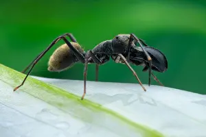 Batesian: Profile shot of a male ant-mimicking jumping spider