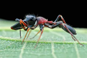 Salticidae: Profile shot of a male ant-mimicking jumping spider