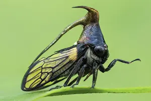 Treehopper: Profile shot of a treehopper (Leptobelus sp.)