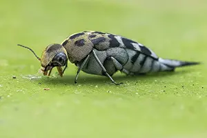 Polyphaga: Profile shot of a Tumbling flower beetle (Glipa