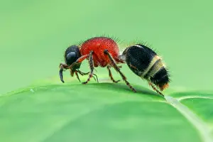 Aculeata: Profile shot of a velvet ant or female wingless