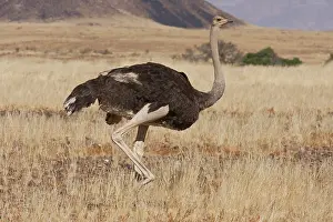 Ostrich: Profile of walking ostrich, Namib Naukluft