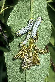 Spicebush: Promethea Moth Larvae