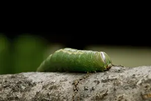 Transform: Prominent Caterpillar
