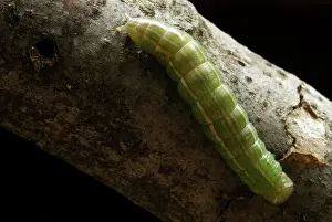 Transform: Prominent Caterpillar